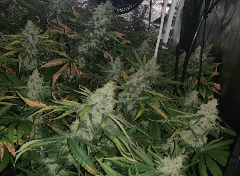 Se aprecian las quemaduras por exceso de calor en el cultivo