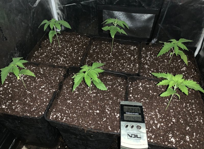 Les plantes de marihuana després del trasplantament