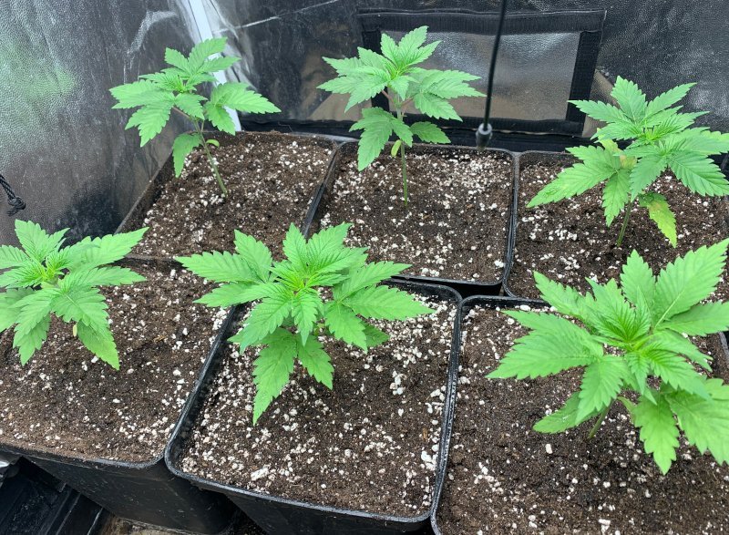 Las plantas unos días después del trasplante