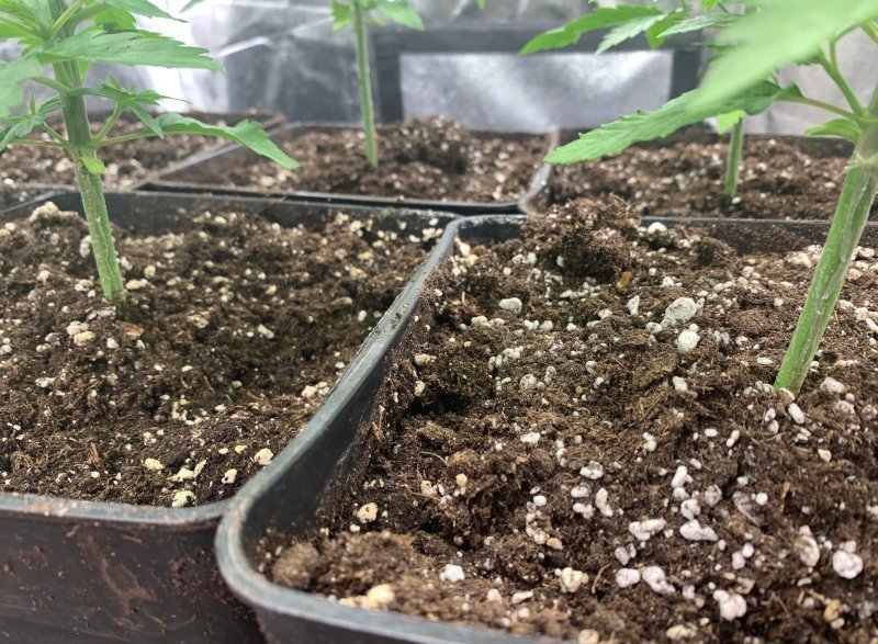 Los tallos robustos de las plantas de marihuana