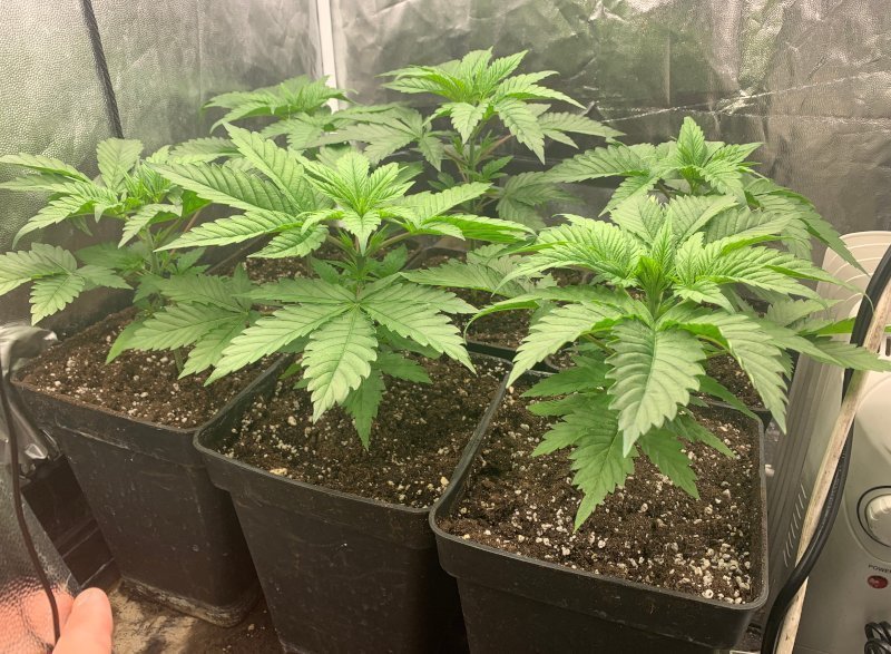 LAs plantas deben mantener una temperatura mínima