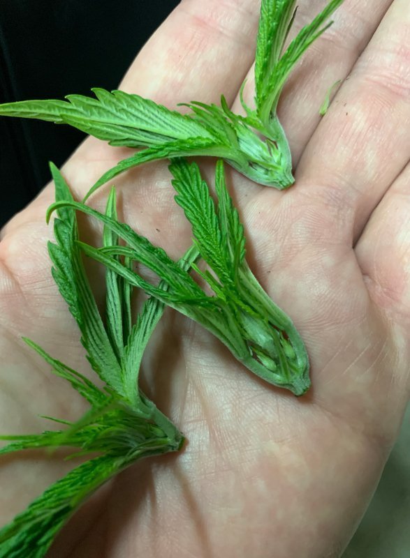 Yemas podadas para SCROG