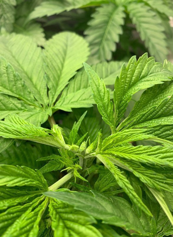 Poda apical de marihuana