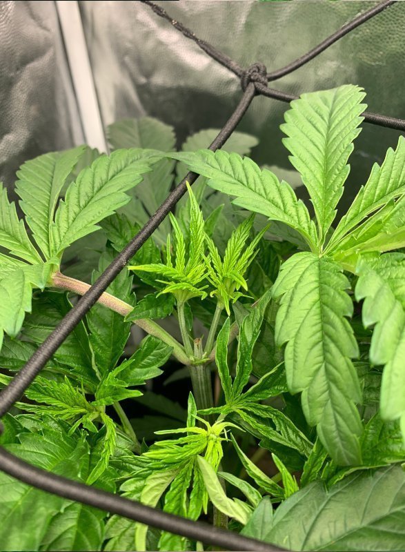 Después de la poda apical las plantas estiran sus ramas