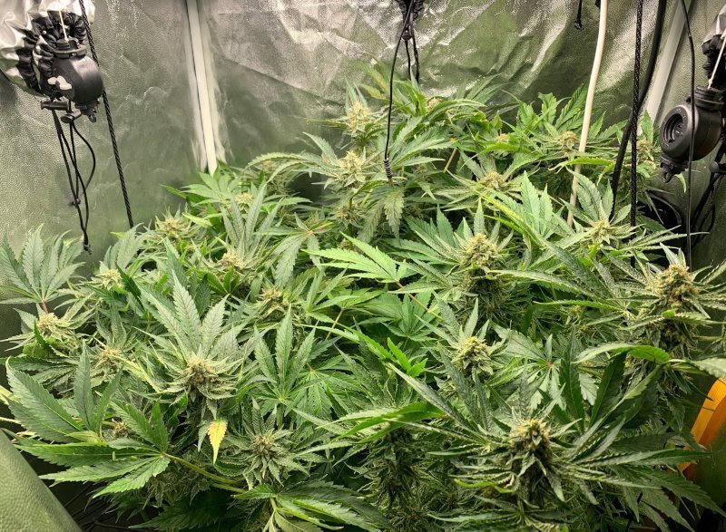semana 7 de floración