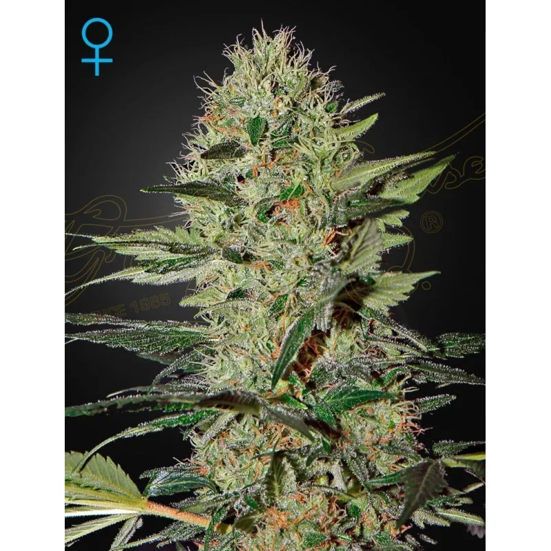 Llavors de Marihuana Exodus Cheese Auto