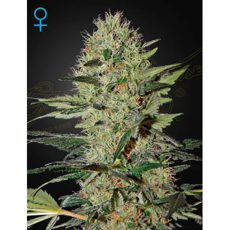 Llavors de Marihuana Exodus Cheese Auto