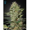 Llavors de Marihuana Exodus Cheese Auto