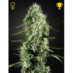 LlavorsFeminizadas Super Silver Haze