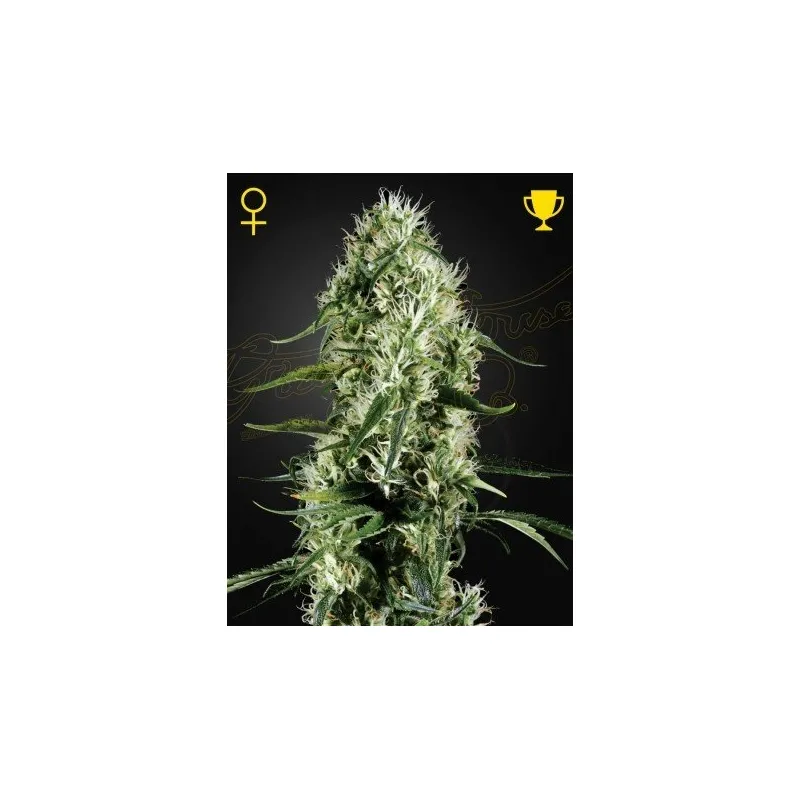 LlavorsFeminizadas Super Silver Haze