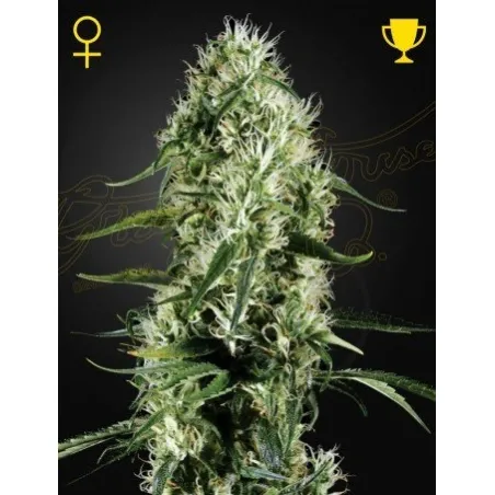 LlavorsFeminizadas Super Silver Haze