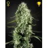 LlavorsFeminizadas Super Silver Haze