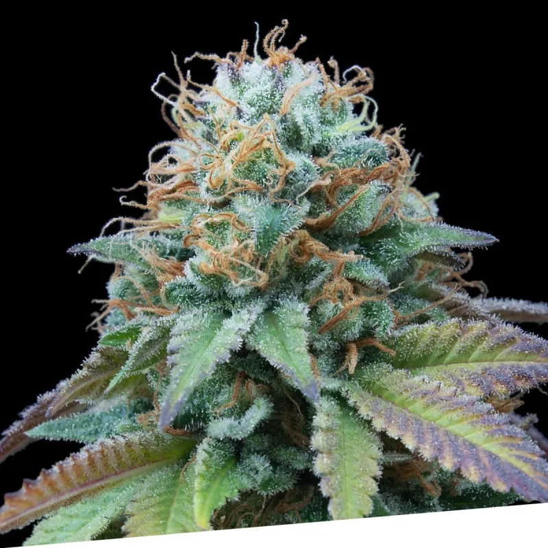 Llavors feminitzades Ex Kittlez Tropical