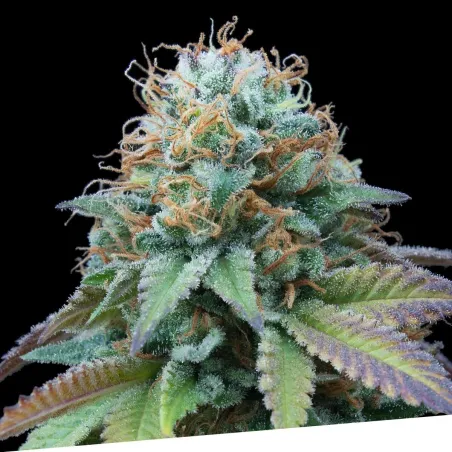 Llavors feminitzades Ex Kittlez Tropical