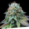 Llavors feminitzades Ex Kittlez Tropical