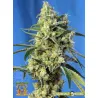 Sweet Amnesia Haze
