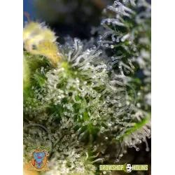 Sweet Amnesia Haze