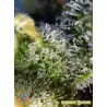 Sweet Amnesia Haze