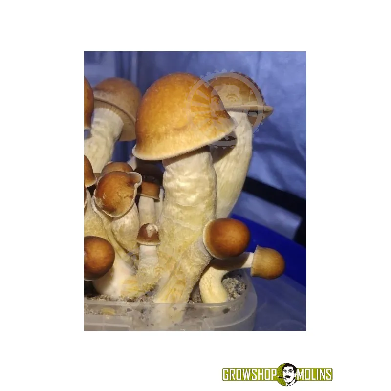Grow Kit Penis Envy (híbrido)