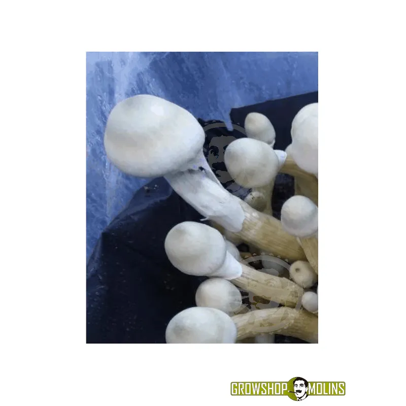 Pa de bolets Tatandi Leucistic