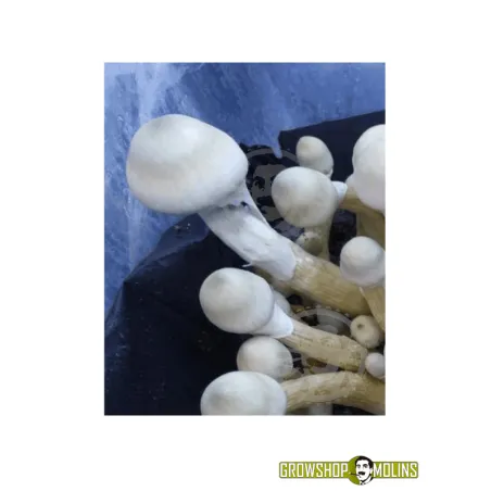 Pa de bolets Tatandi Leucistic