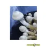 Pa de bolets Tatandi Leucistic