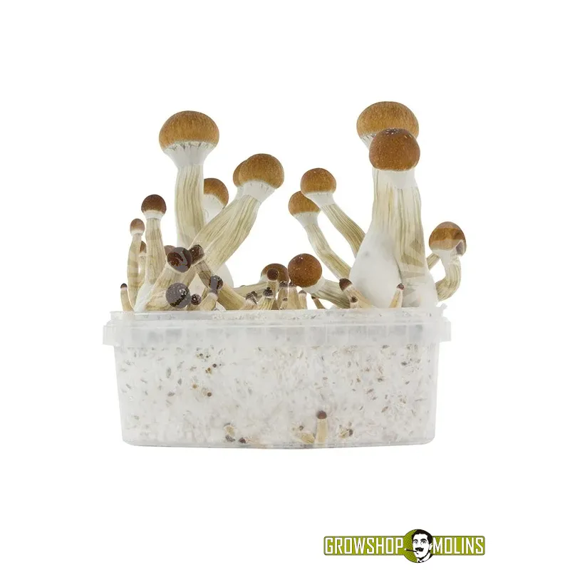 Grow Kit Golden Teacher