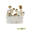 Grow Kit Golden Teacher