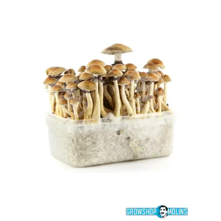 Pa de Cultiu de Bolets Brasil