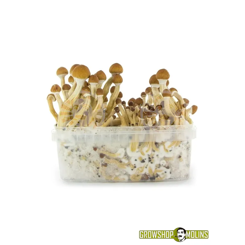 Pa de Cultiu de Bolets Ecuador