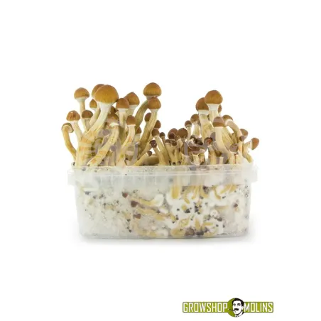 Pa de Cultiu de Bolets Ecuador
