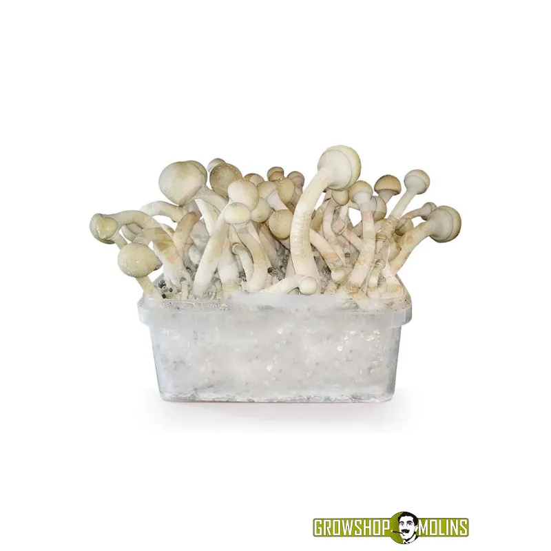 Pa de Bolets Màgics Moby Dick