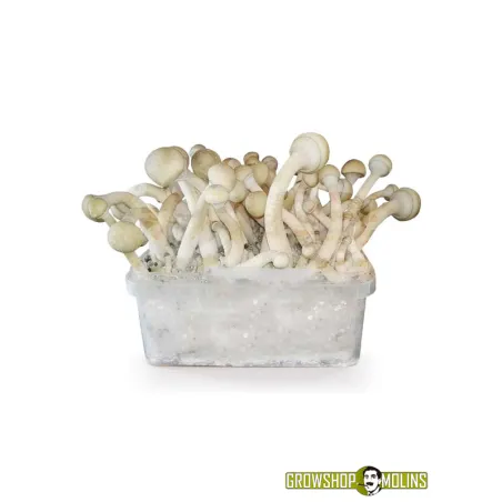 Pa de Bolets Màgics Moby Dick