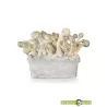 Pa de Bolets Màgics Moby Dick