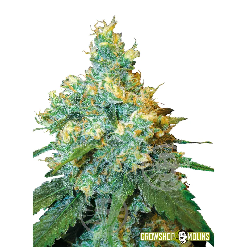 Semillas feminizadas Jack Herer