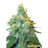 Semillas feminizadas Jack Herer