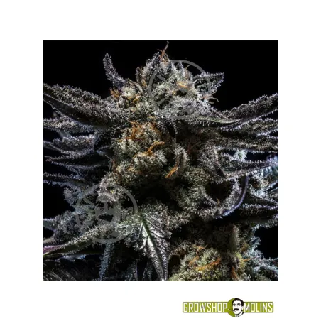 Zombie Kush