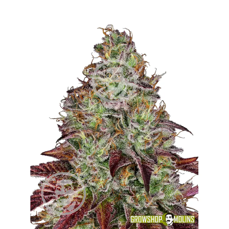 Llavors de marihuana feminitzades Tezla OG
