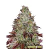 Llavors de marihuana feminitzades Tezla OG