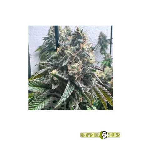 Strawbilbo Banana Auto