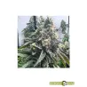 Strawbilbo Banana Auto