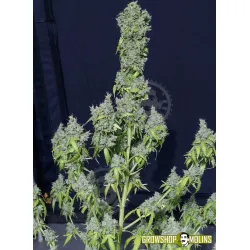 Semillas Magic Tree Auto