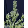 Semillas Magic Tree Auto