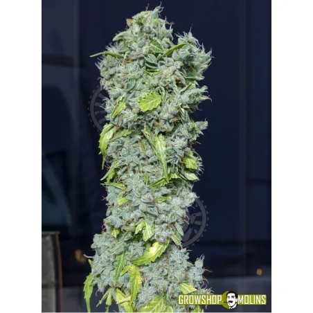 Semillas de marihuana Magic Tree Auto