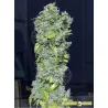 Semillas de marihuana Magic Tree Auto