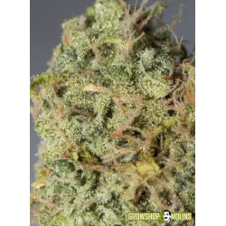 Semillas autoflorecientes Magic Tree Auto