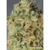 Semillas autoflorecientes Magic Tree Auto