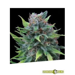Llavor feminitzada Silver Surfer