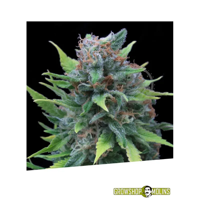 Llavor feminitzada Silver Surfer
