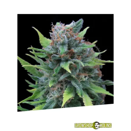 Llavor feminitzada Silver Surfer